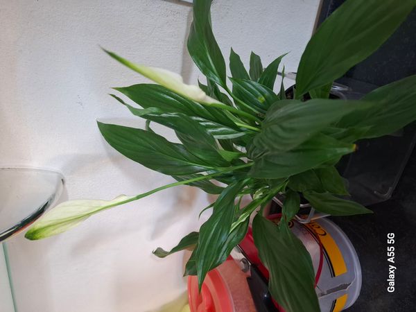 Identificação da planta Como cuida do lirio por foto