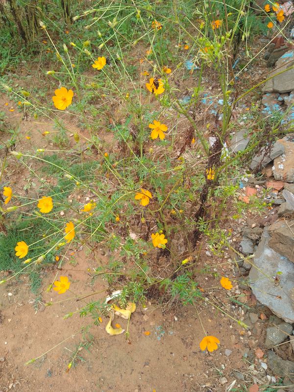 Identificação da planta Cosmos por foto