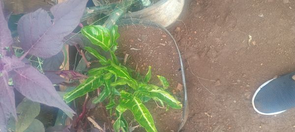 Identificação da planta Língua-de-cobra por foto