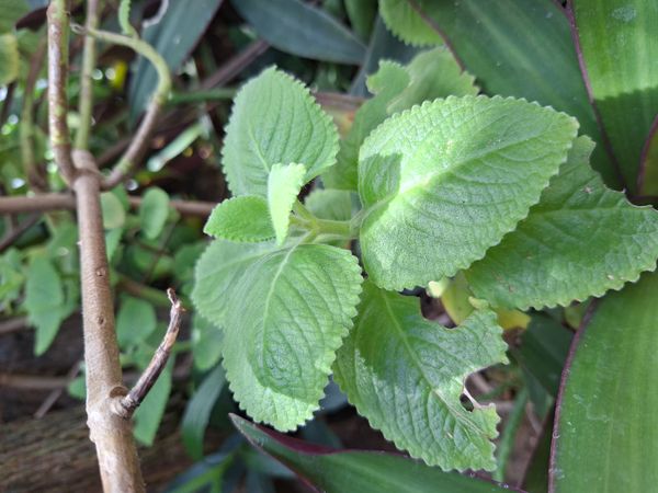 Identificação da planta Hortelã pimenta por foto