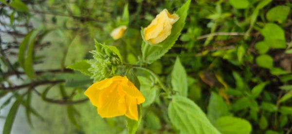 Identificação da planta Guaxuma por foto