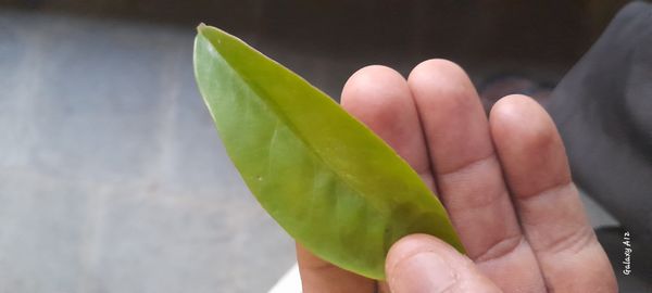 Identificação da planta Ora-pro-nóbis por foto