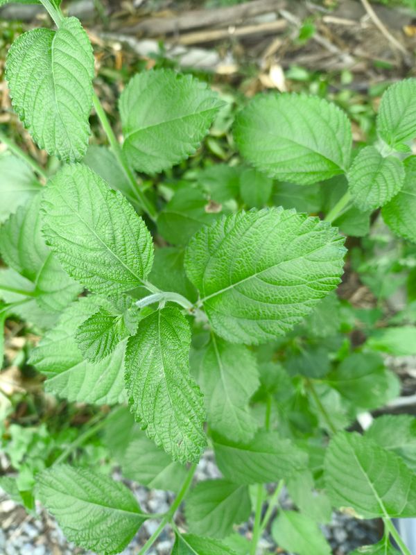 Identificação da planta camará por foto