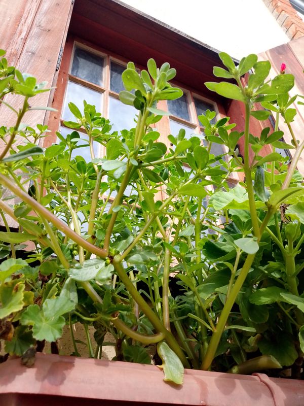 Identificação da planta Onze Horas por foto
