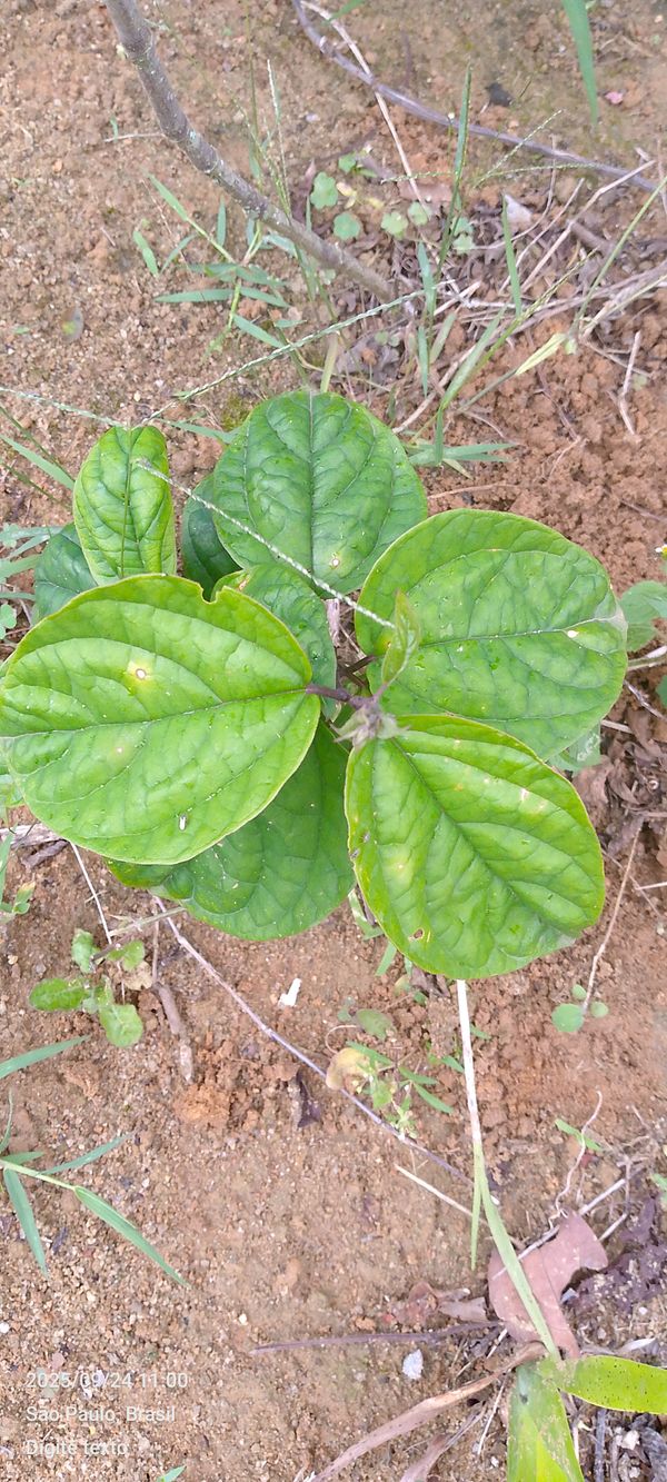 Identificação da planta Lágrima de Ceisto por foto