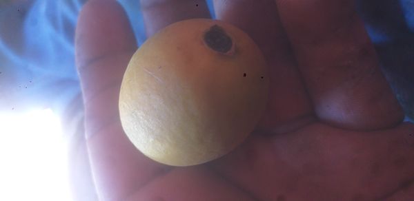 Identificação da planta Achachairu por foto
