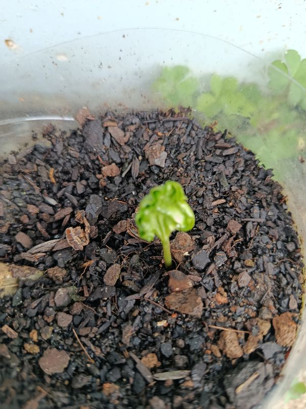 Identificação da planta Sem nome popular registrado no Brasil por foto