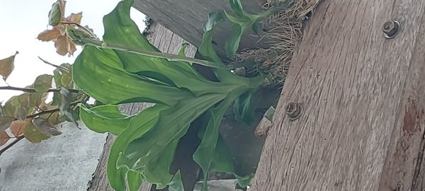 Identificação da planta Orquídea Cola-de-sapateiro por foto