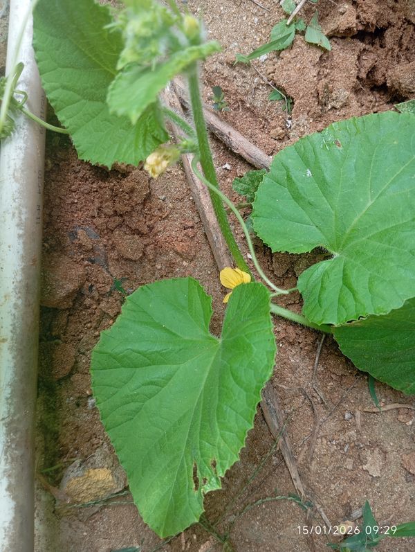 Identificação da planta Melão por foto