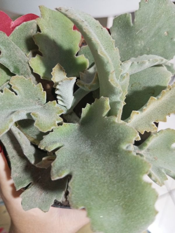 Identificação da planta Colher de pedreiro por foto