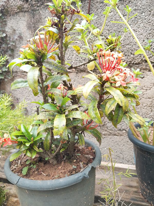Identificação da planta Ixora por foto