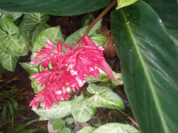Identificação da planta Calateia Triostar por foto