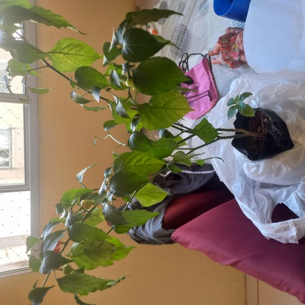 Identificação da planta Pimenta-de-cheiro por foto