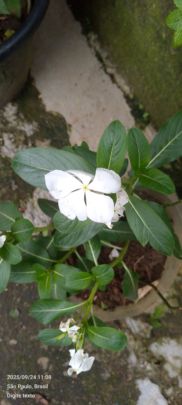 Identificação da planta Vinca por foto