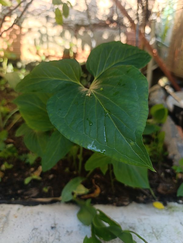 Identificação da planta Antúrio taça de vinho por foto