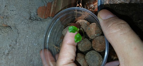 Identificação da planta Planta-dinheiro por foto