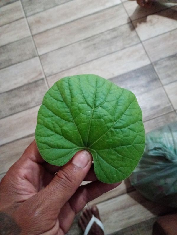 Identificação da planta Cabaça por foto