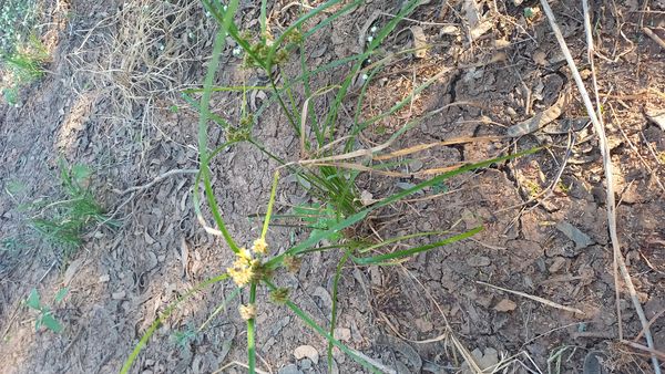 Identificação da planta Tiririca por foto