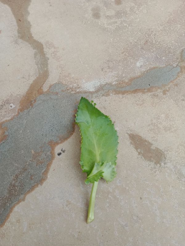 Identificação da planta Aranto por foto