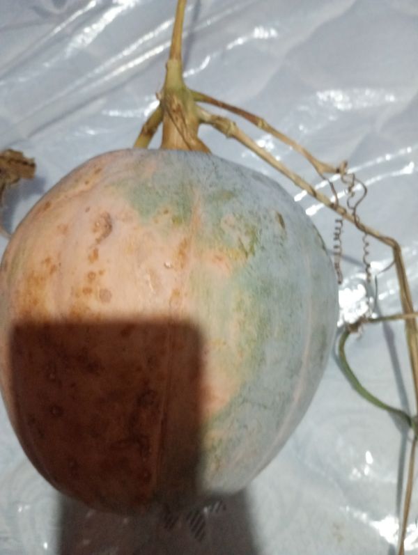 Identificação da planta Melão por foto