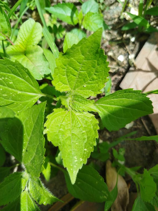 Identificação da planta Picão-branco por foto