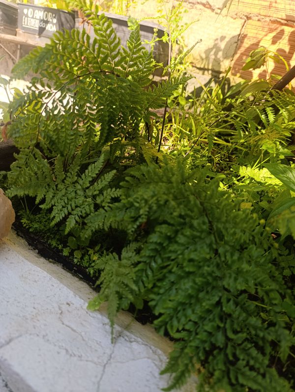 Identificação da planta Samanbaia do mato por foto