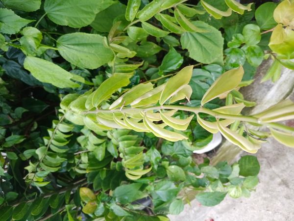 Identificação da planta Ora-pro-nóbis por foto