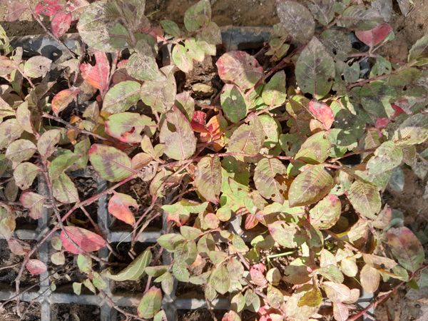 Identificação da planta salgueiro por foto