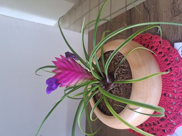 Identificação da planta Tillandsia por foto