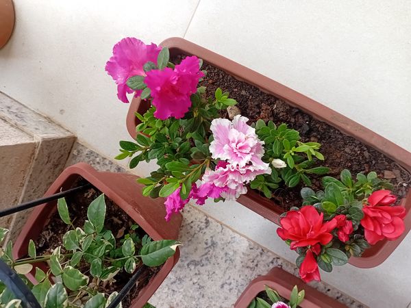 Identificação da planta Azaléia por foto