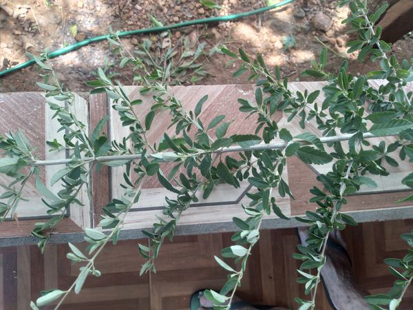 Identificação da planta Alfazema por foto