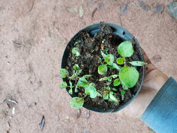 Identificação da planta Berinjela por foto