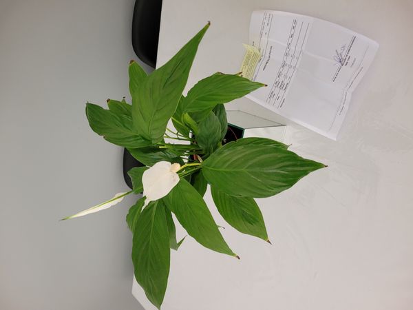 Identificação da planta Como cuida do lirio por foto