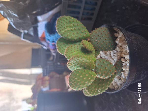 Identificação da planta Palma-de-santa-rita por foto