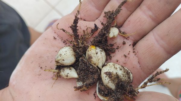 Identificação da planta lírio por foto