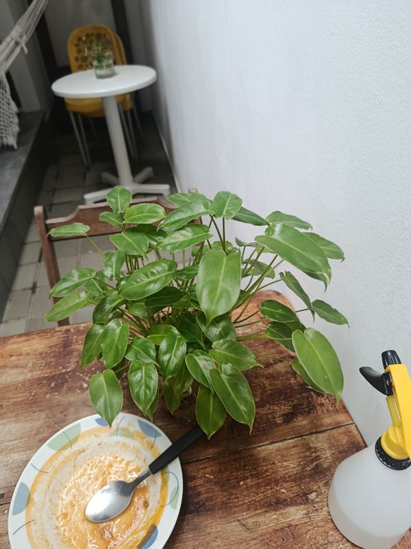 Identificação da planta Imbé por foto