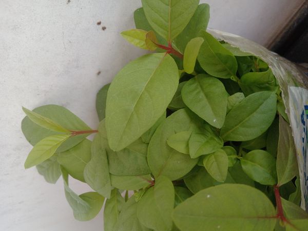 Identificação da planta Sem nome popular conhecido por foto