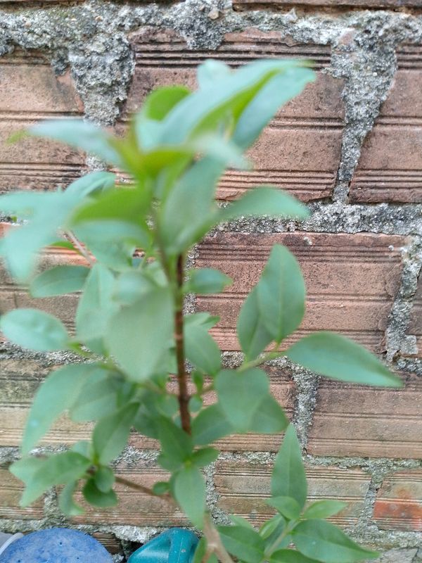 Identificação da planta Ligustro por foto