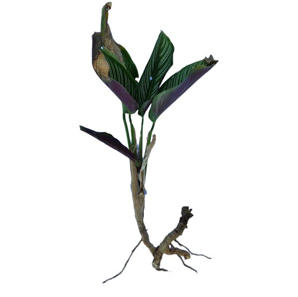 Identificação da planta Maranta-zebrada por foto
