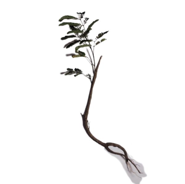Identificação da planta Gengibre por foto