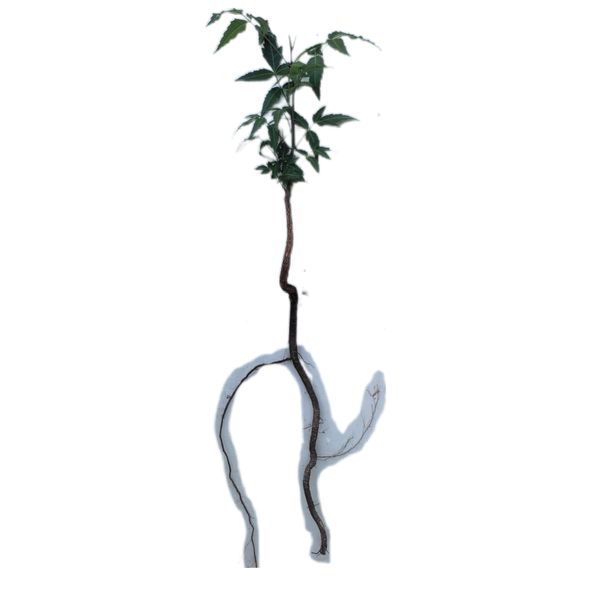 Identificação da planta Neem por foto