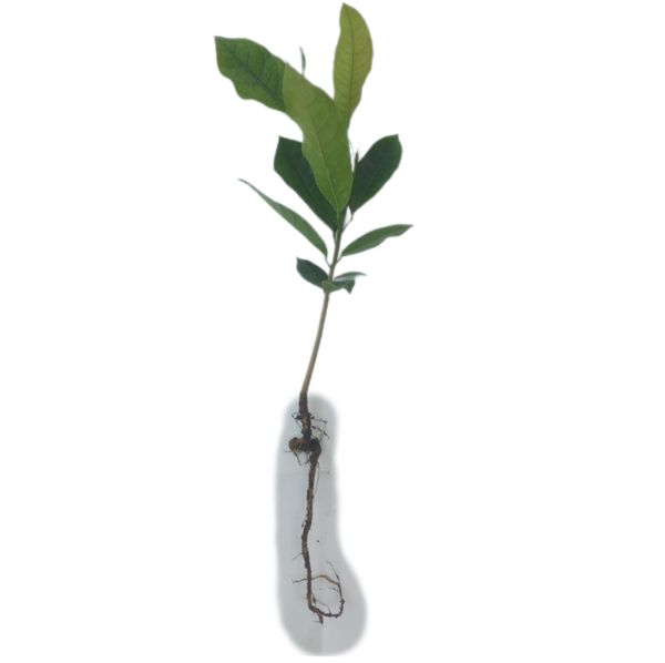 Identificação da planta Jaca por foto