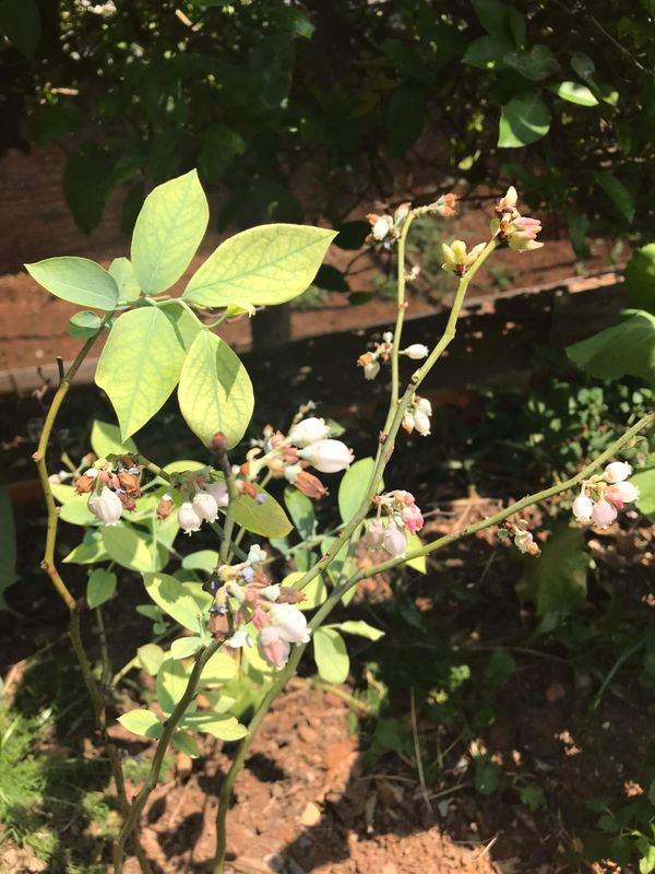 Identificação da planta Mirtilo por foto
