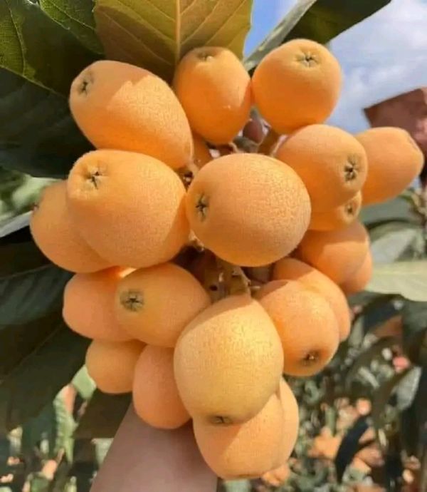 Identificação da planta Ameixinha amarela por foto
