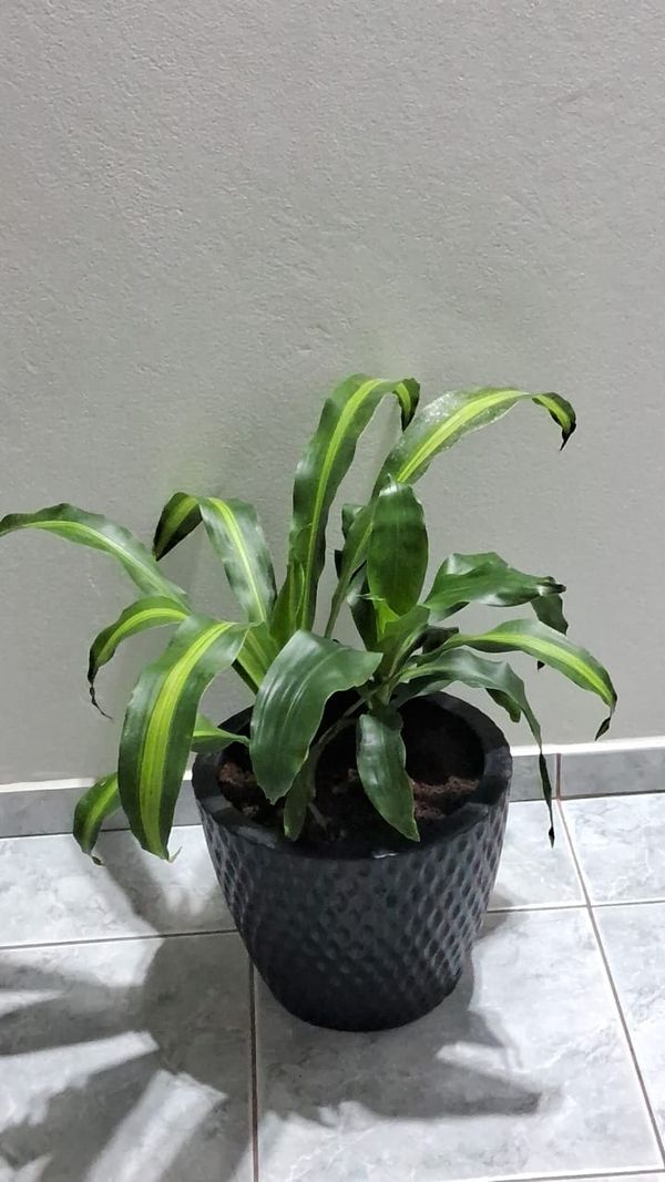 Identificação da planta Pau-d'água por foto