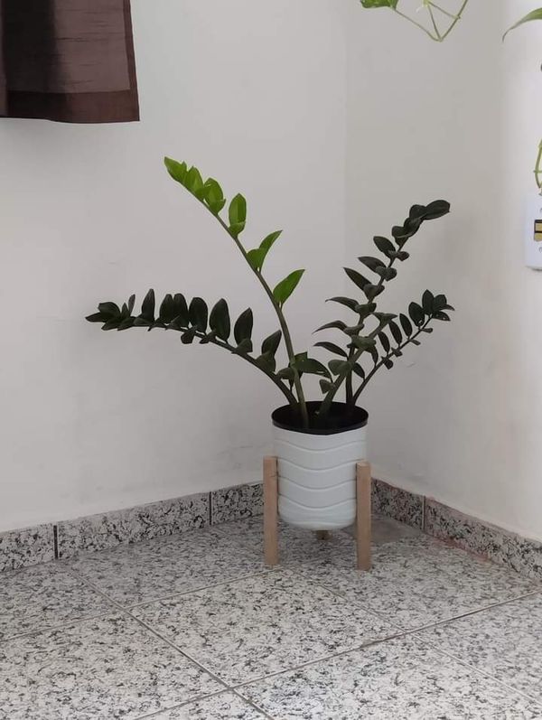 Identificação da planta Zamioculcas por foto