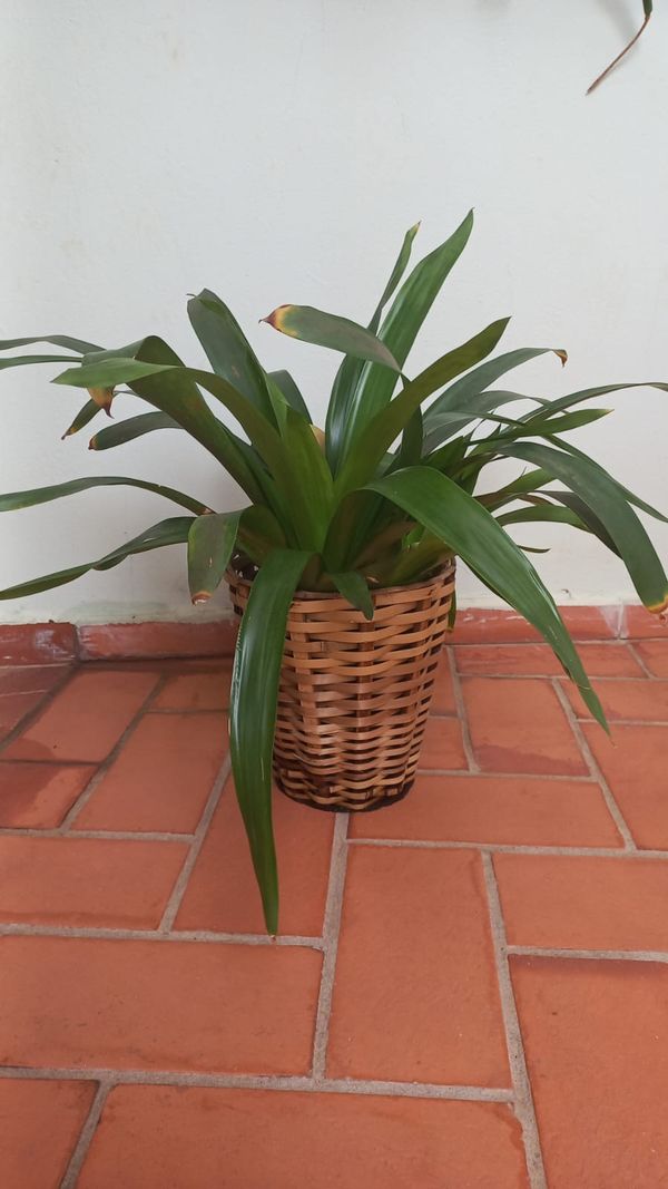 Identificação da planta Gravatinha por foto