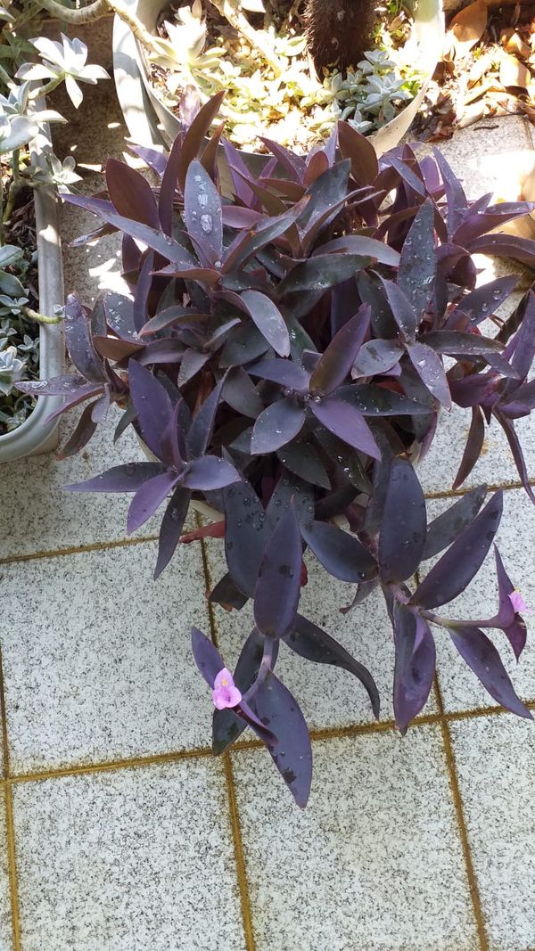 Identificação da planta Trapoeraba-roxa por foto