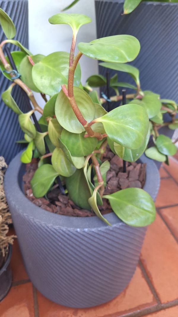 Identificação da planta Peperomia limão por foto