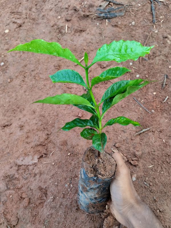 Identificação da planta Café por foto